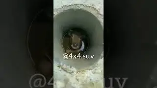 корова утонула в трубе