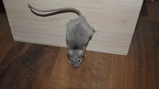 Three More Funny Mouse Tricks