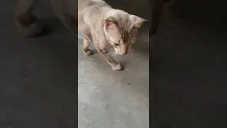 #cat #kucinglapar #shorts