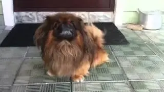 Злой пекинес