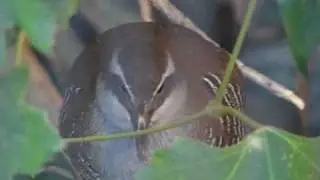 Extinct In The Wild - Guam Rail