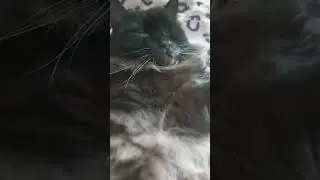Красавчик Кузя