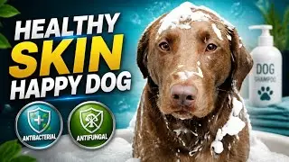 Best Antibacterial & Antifungal Dog Shampoo