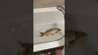 гиганцкий карась