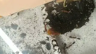 Салтаторы