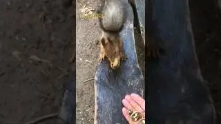 #squirrel  short