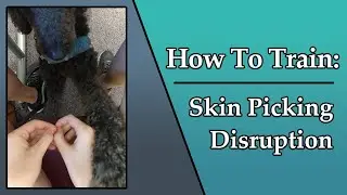 How to Train Your Service Animal to Stop Skin Picking #servicedog #dogtraining  #dermatillomania