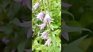 Цветы колокольчики. Что надо знать о них? flowers.