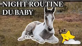 NIGHT ROUTINE :  poulain et moman !