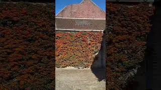 🌱Вечнозеленый кустарник.