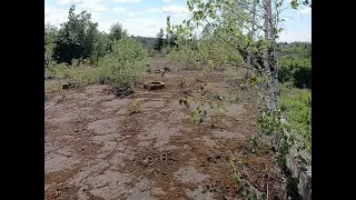 Очередная крыша нашего профиля. Деревья, кроты, хомяки