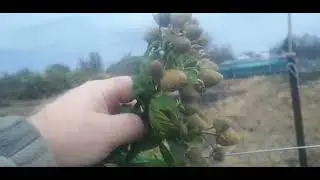 Мапема - сорт малины достойный как в промышленном, так и в дачном варианте.
