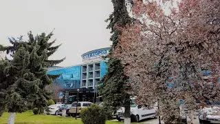 Самый цветущий проспект УкраиныУжгород Проспект Свободы Цветение сливы Писсарди яблони  Недзвецкого