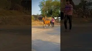 Horse training 🔥 