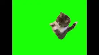 green screen cute cat begs 