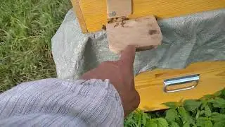 размножение пчел