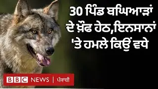 Wolf attack :ਉੱਤਰ ਪ੍ਰਦੇਸ਼ ਦੇ 30 ਪਿੰਡ ਬਘਿਆੜਾਂ ਦੇ ਖੌਫ਼ ਹੇਠ, ਅਚਾਨਕ ਕਿਉਂ ਵਧੇ ਹਮਲੇ| 𝐁𝐁𝐂 𝐏𝐔𝐍𝐉𝐀𝐁𝐈