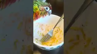 Chicko man’s 🦜 favorite activity, cleaning dishes 😂😂