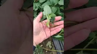 саженцы клубники