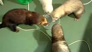 Фредки: Уже Не Собака, Но Еще Не Кошка . Все О Домашних Животных