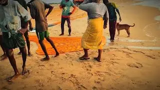 Beach Seine Fishing in Negombo -Sri Lanka