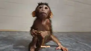 So pitiful weak baby monkey Ting Ting crying loudly request milk and fruit