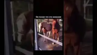 он понял 🥷🏼