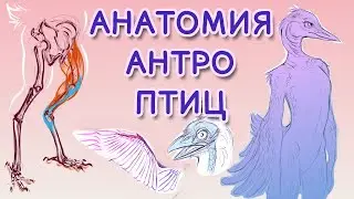 🐥АНАТОМИЯ ФУРРИ ПТИЦ 🐦// Как рисовать птичьих персонажей