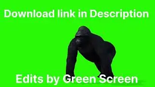 GORILLA GREEN SCREEN VIDEO.