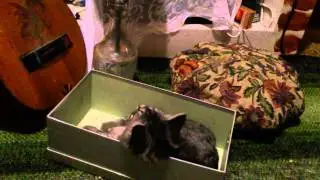 Кот Максим смотрит КВН