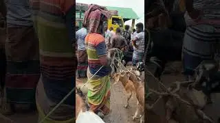 ঝিকরগাছা ছাগলের হাট সেরা হাট #ছাগলের_হাট #farming