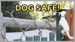 Protect Your Dog From a Dangerous Chain Link Fence