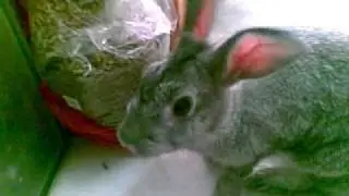 Rabbits Taking My Food! (Curi Makan)