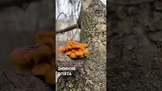ЗИМНИЕ ОПЯТА.                              