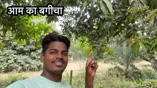 आम के गाछी में
