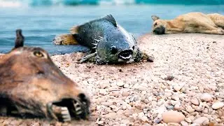 This fish will choke any PREDATOR from the inside! Horrifying abilities of Anabas