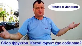 Работа в Испании | cбор фруктов