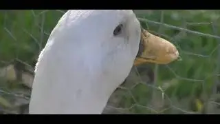500% УТКА