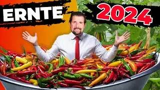 Meine Explosive Chili Ernte 2024! Kiloweise Brennende Höllenfrüchte!