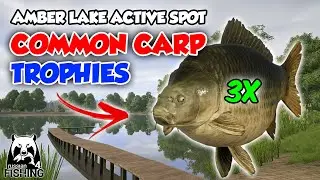 X3 Common Carp Trophies From Amber Lake - Russian Fishing 4 Indonesia