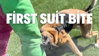 8.5 month old Malinois First Suit Bite