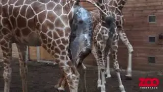 Girafunge kommer til verden | Copenhagen Zoo