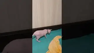A funny Sphynx cat named Semen, does not like to wear a collar 🤣🤣🤣