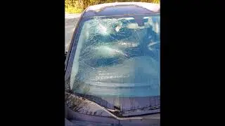 10 31 23 Car vs  Deer