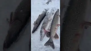 вот так ловит моя подружка))))
