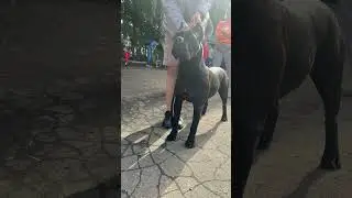Троя сегодня забрала все возможные титулы #canecorsoitaliano #канекорсо #canecorso #dog #puppy #cane
