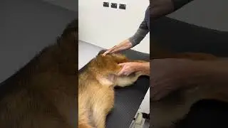 Ortolani test for hip dysplasia in a dog