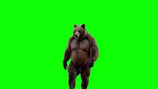 Bear walking green screen