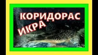 Catfish fry. Corydoras. Veiltail catfish.