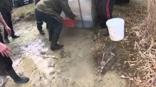 зарыбление водоёма белым амуром